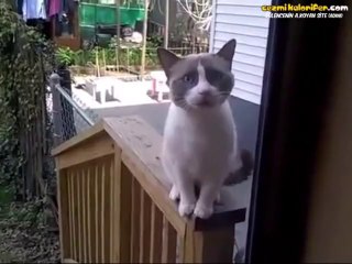 Bir Şeyler Demeye Çalışan Kedi