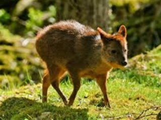 PASTOR SOLITARIO TITRE ECUADOR  ANDES