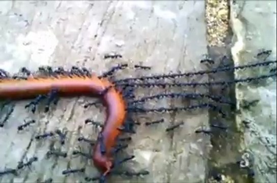 Fourmis tractent un mille-pattes