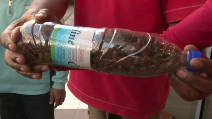 La capitale de Madagascar envahie par les criquets