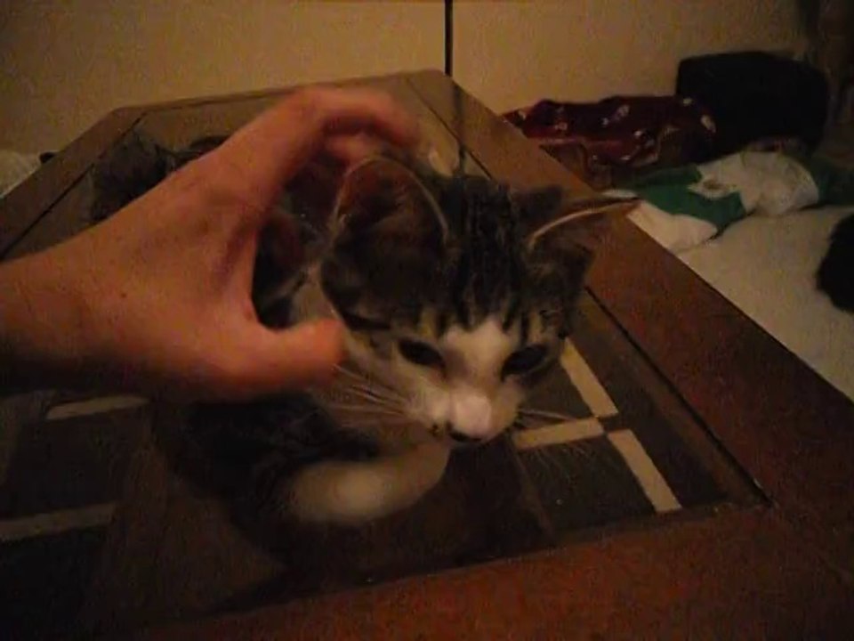 Vixy et les caresses