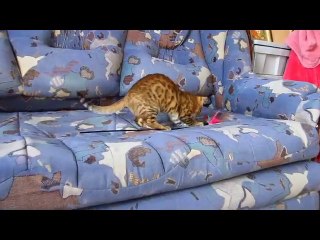 Ярко рыжий бенгальский малыш!