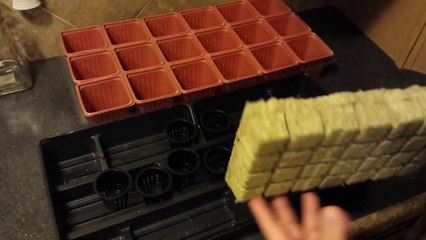 Hydroponics for Beginners: Start Growing Plants Indoors Today 🌱