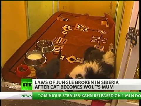 Une chatte nourrit un bébé loup abandonné