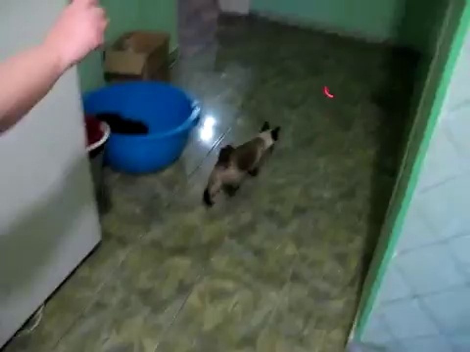 Spider Cat