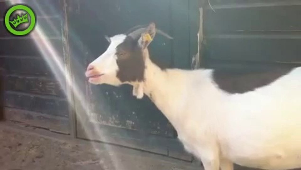 Une chèvre qui bêle bizarrement