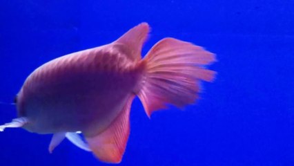 Ca Rong Huyet Long Yuki 7047 tai Huy THao