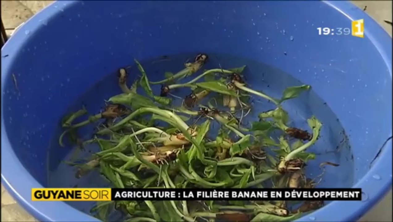 Vitro plants de banane