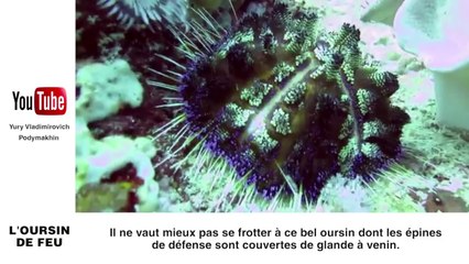 Zapping: Les 10 animaux marins les plus dangereux pour l'homme