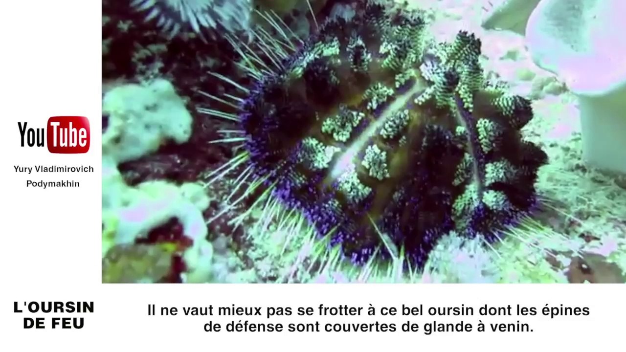 Zapping: Les 10 animaux marins les plus dangereux pour l'homme