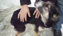 Little dog - 4.