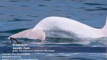 Icaro Tv. In Adriatico avvistato un delfino albino