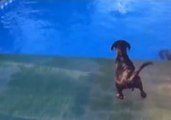 Puppy Learns How to Jump Into Water