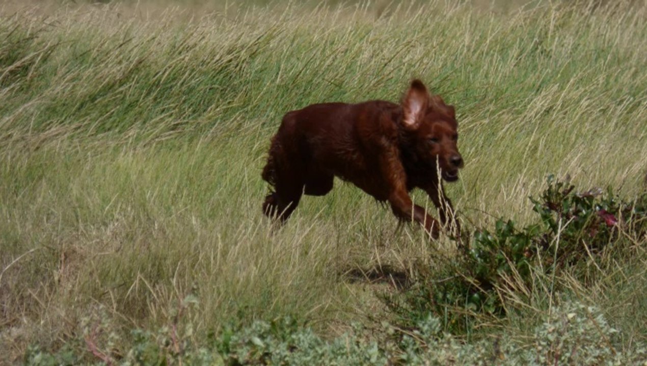 Jeu de setter