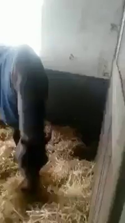 ‫عشاق تشبيكات - حصان لم يطعمه صاحبه بسبب خسارته ف السباق...  Facebook‬