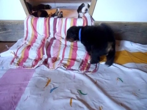 bébé bleu 3 semaines