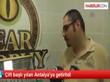 Çift başlı yılan Antalya'ya getirildi