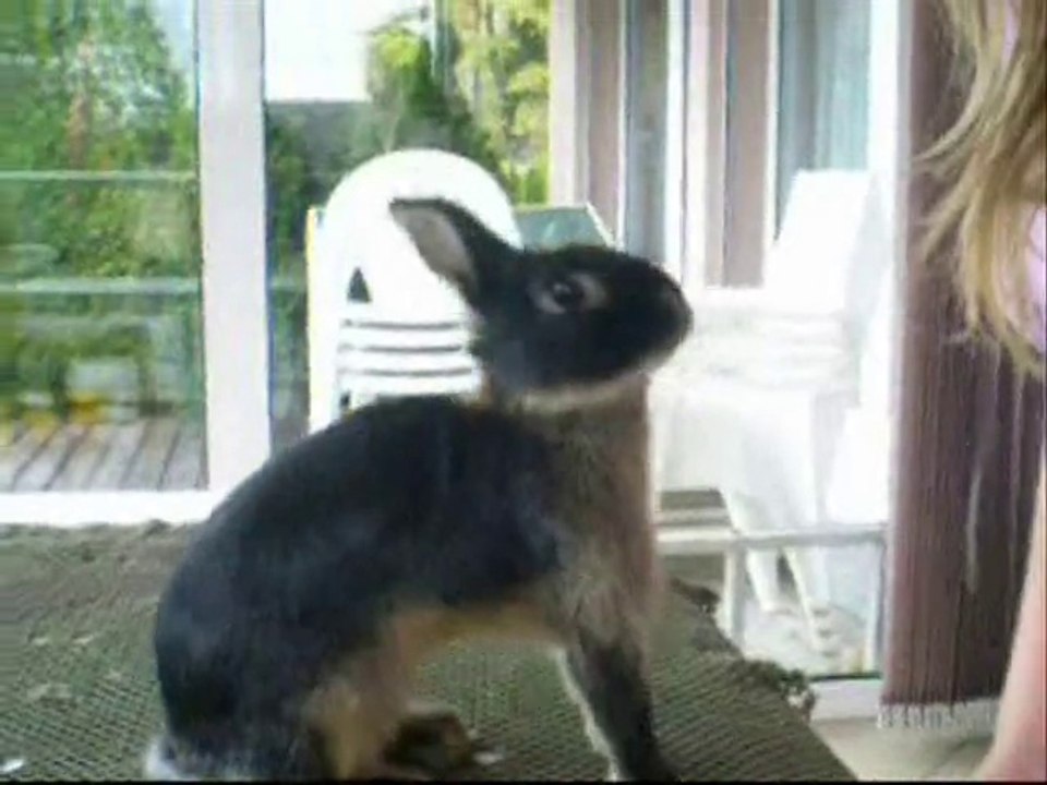 Rabbits of the Caribbean