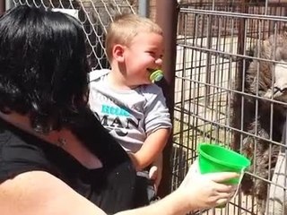 Baby can't stop laughing at hungry ostrich