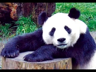 aaa baby eddebba  hhhhhhhhh