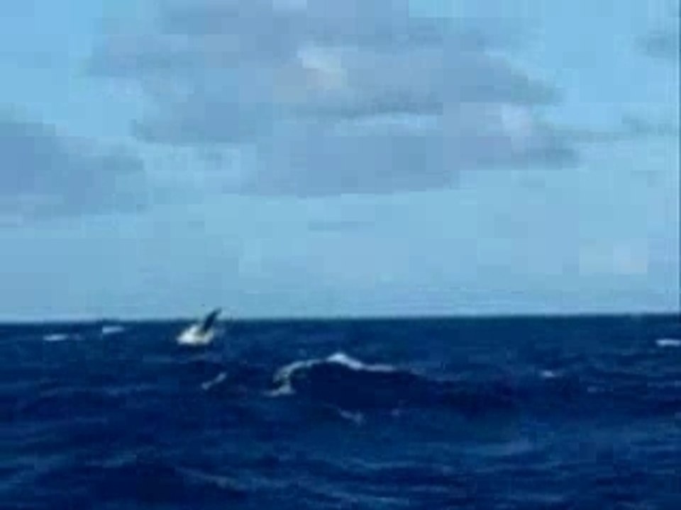 Baleine