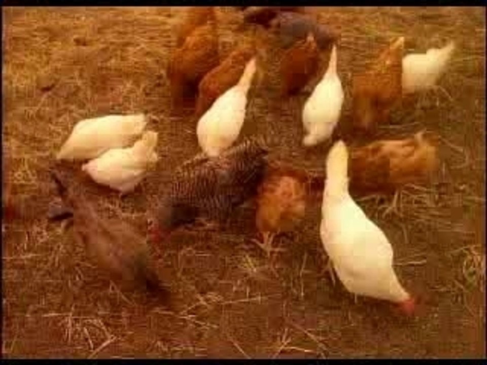 Lynch/The Cowboy & the French Man: PART2