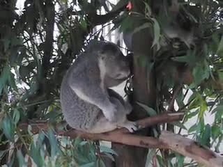 Un koala qui joue de la guitare !