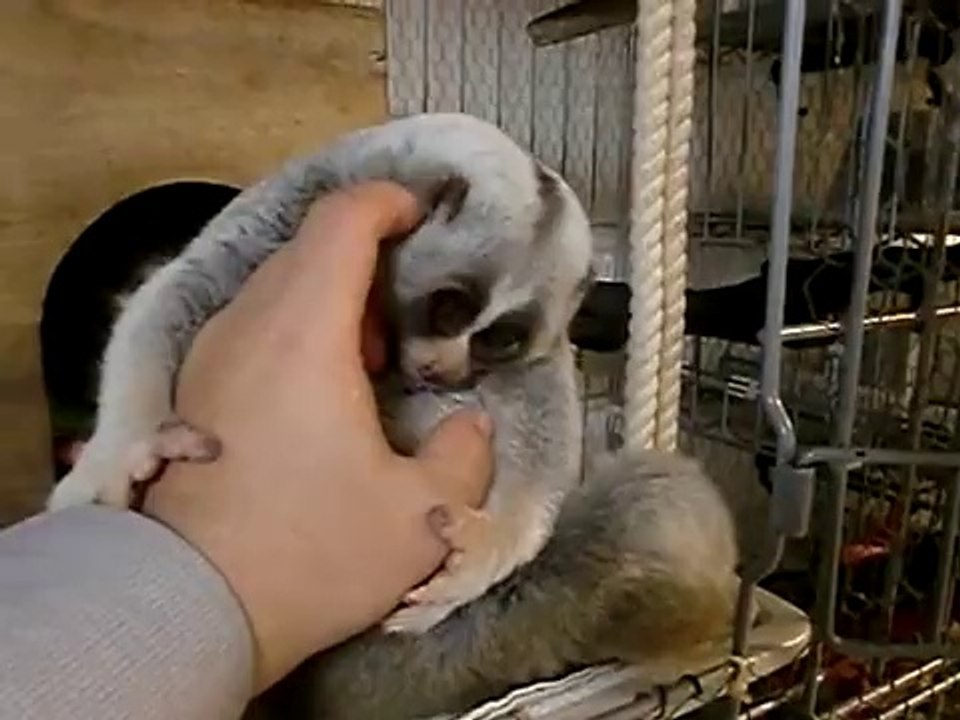 Un loris grêle mignon