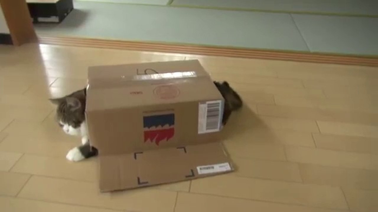 le chat tortue !