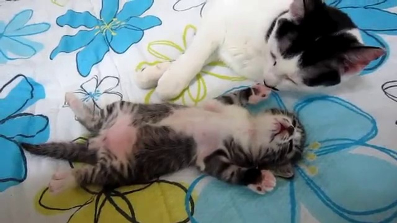 Maman chat surveille le sommeil de son chaton