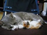 Maman chat se repose avec son petit