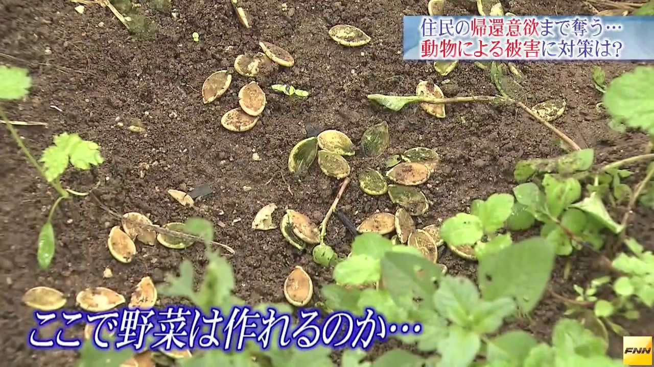 20140828住民の帰還に必要な「野生動物」の対策を取材しました。  福島