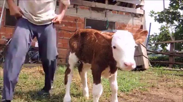 Yeni Doğmuş Buzağının Banyo Keyfi..