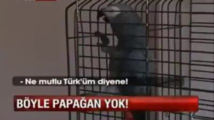 Yok Böyle Papağan Süper Bir Şey!