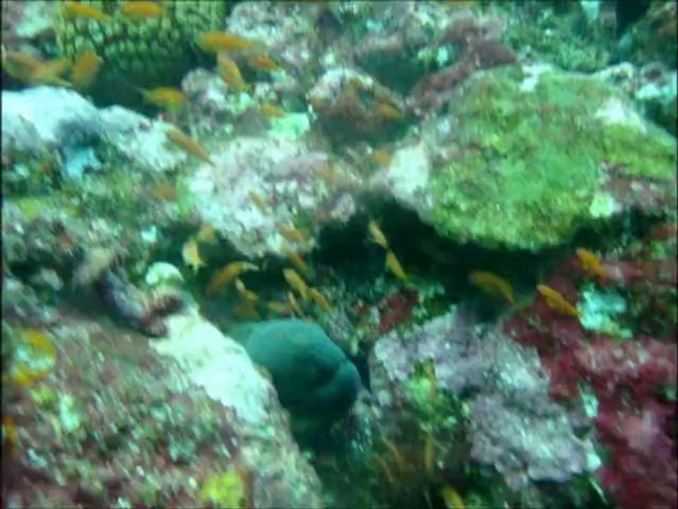 murênes pulau weh
