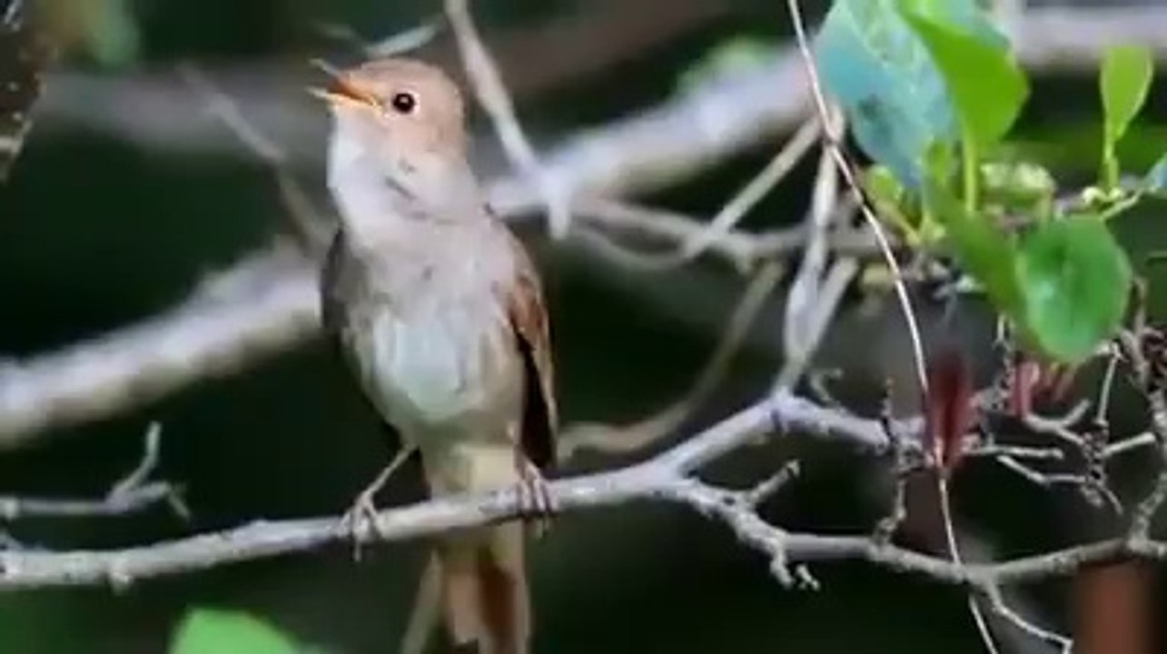 Allah ne çene vermiş. Dişi bu kesin