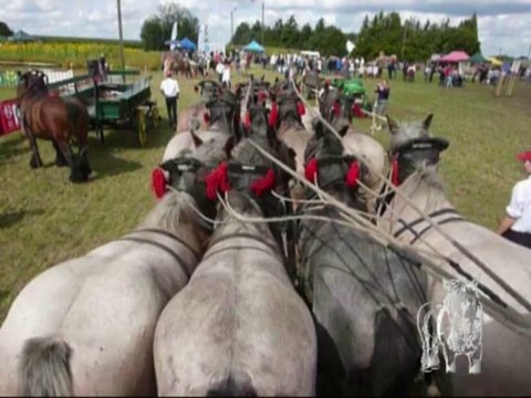 Attelage à 12 chevaux