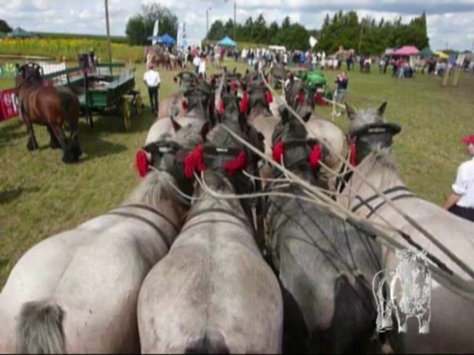 Attelage à 12 chevaux