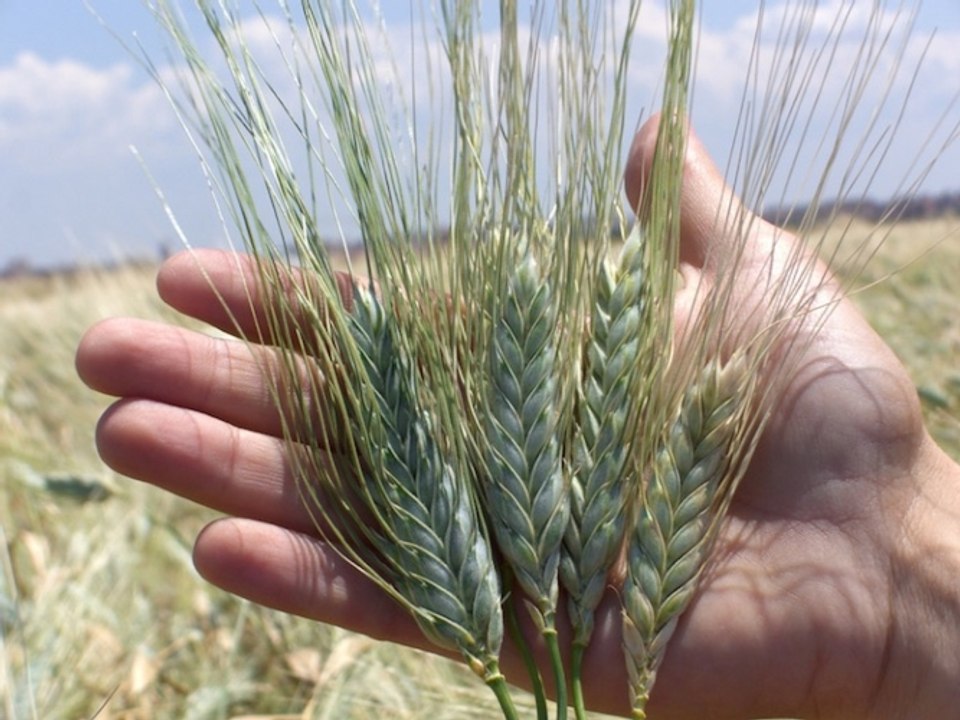 La Carta di Sasso di Castalda - Aromi & Sapori