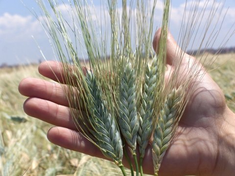 La Carta di Sasso di Castalda - Aromi & Sapori