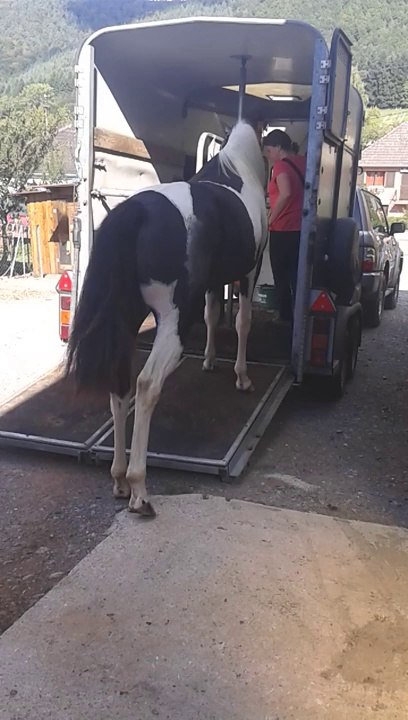 Premier embarquement de Dolly en van!