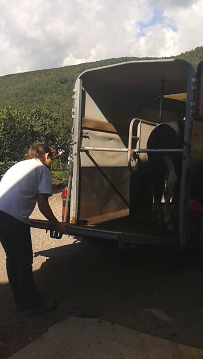 Dolly embarque et débarque du van... deuxième fois dans un van