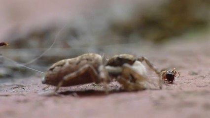 Araignée contre Fourmi