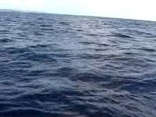 Ste lucie dauphins fev 06 Quick Time