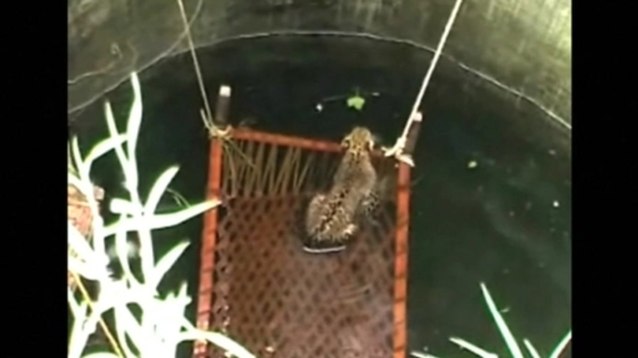 Leopard rescued from well in India