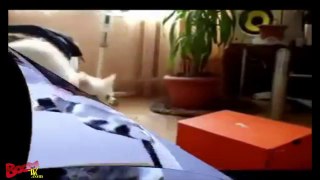 Best Funny Cat Videos Compilation 2014 [NEW HD] By Boomtivi.com