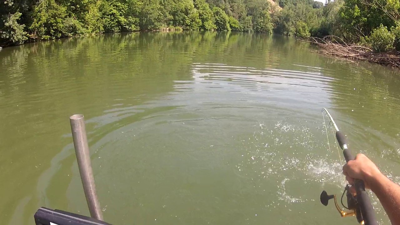 Petit combat de catfish en flaot !!!! Tarn river