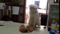 Mommy Cat Teaching her Kittens How To Fight