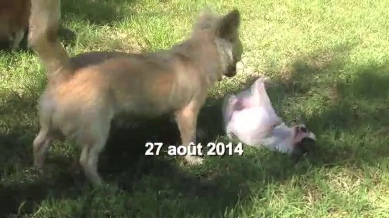 Chihuahua femelles chiots à reserver pour septembre 2014