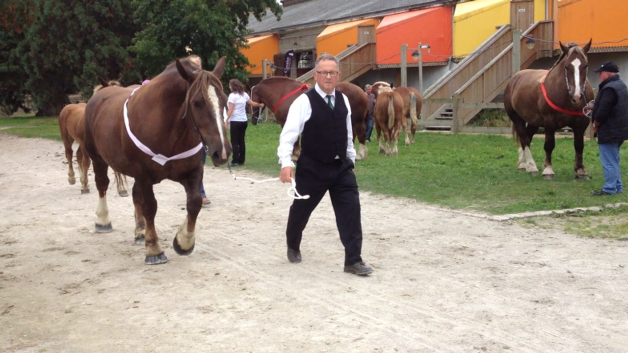 Départemental de trait breton